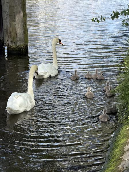 A serene family of swans, including two adults and several cygnets, gracefully swims in the calm waters of the Nieuwe Herengracht in Amsterdam